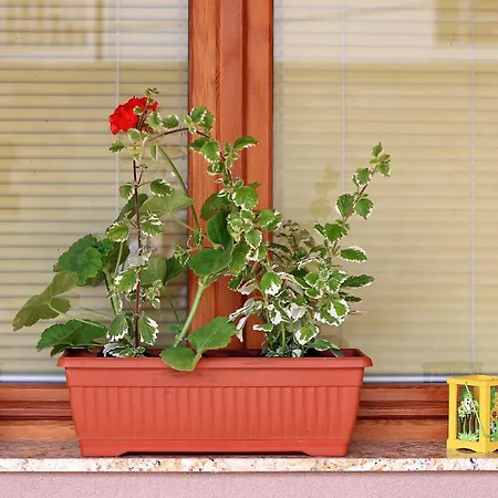 Apartamento Melita